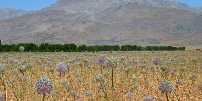 sadece-tunceli-ve-cinde-yetisiyor-dunyaya-ihrac-ediliyor-eOysaKKh.jpg